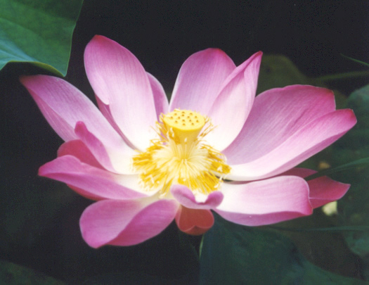 Lotus