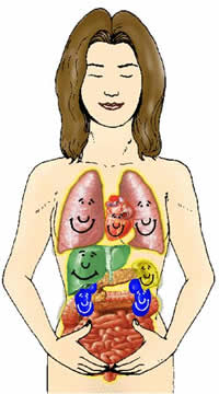 Innerlijke glimlach Organen